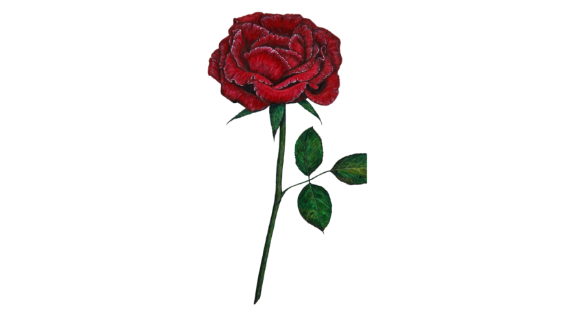 Red rose png