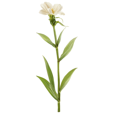 White flower png