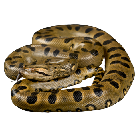 Snake png image