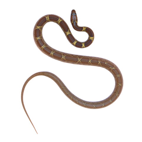 Snake png images