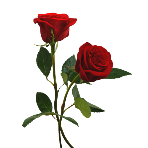 Rose png