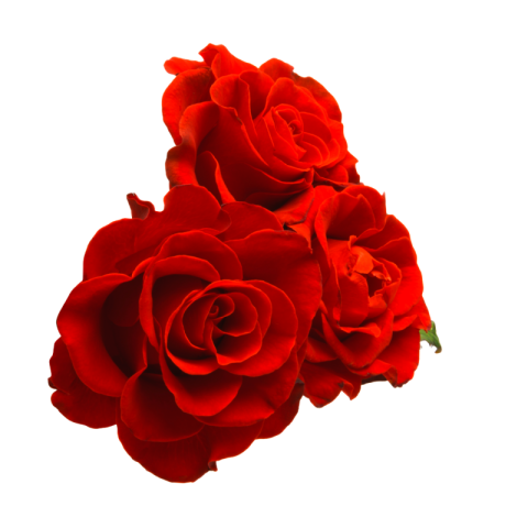 Transparent rose png