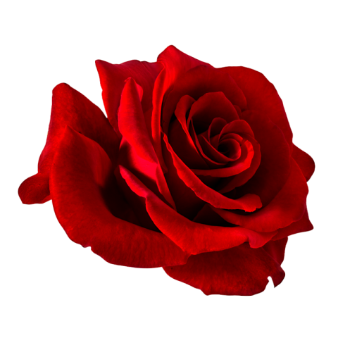 Rose png clipart