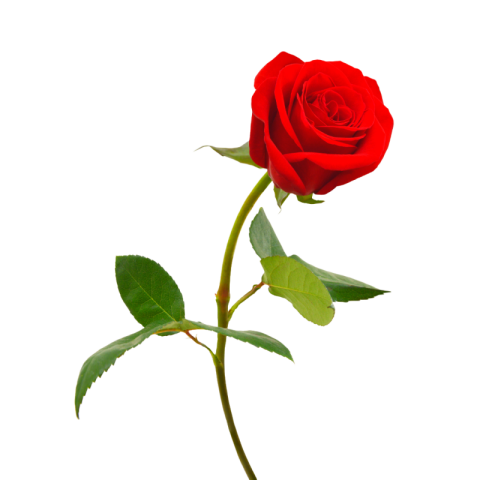 Red rose pic hd