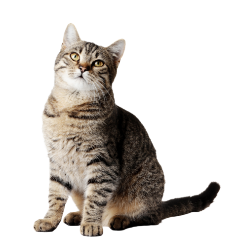 Cat png image hd