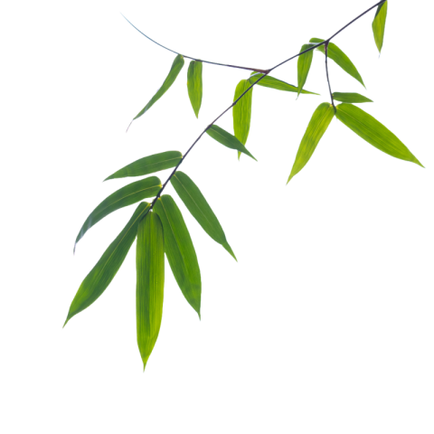 Bamboo leaf png