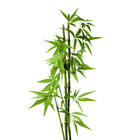 Real bamboo png