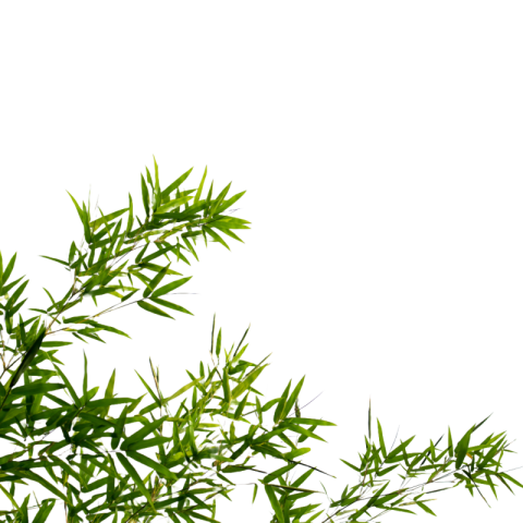 Bamboo leaf png transparent