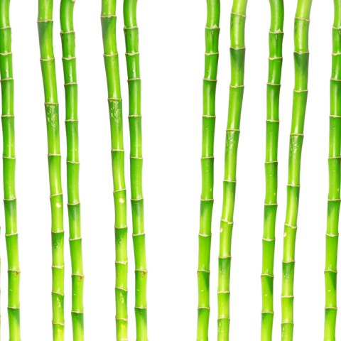 Bamboo png image