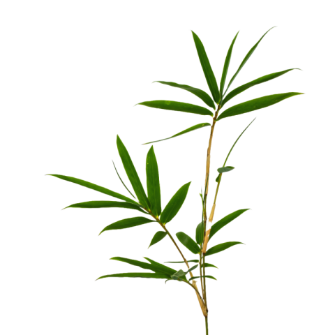 Bamboo leaf png image free download