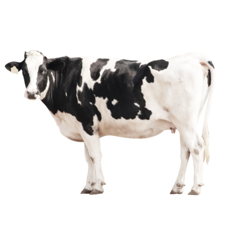 Black white cow png