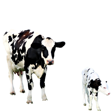 Cow png transparent