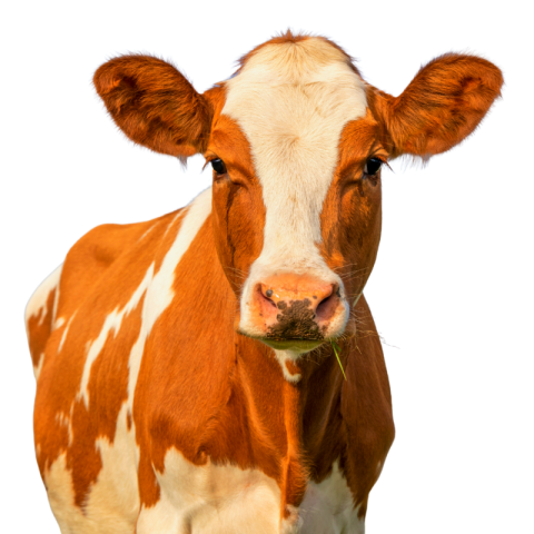 Transparent cow png