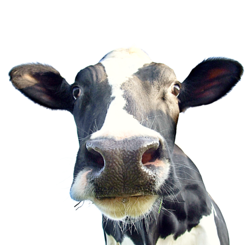 Cow png image hd