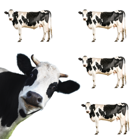 Cow png image black and white