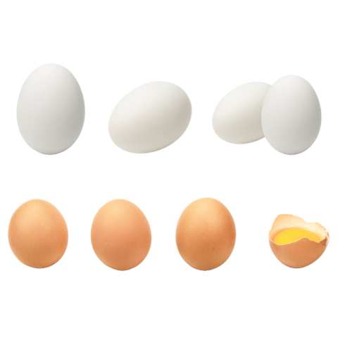 Egg png free download