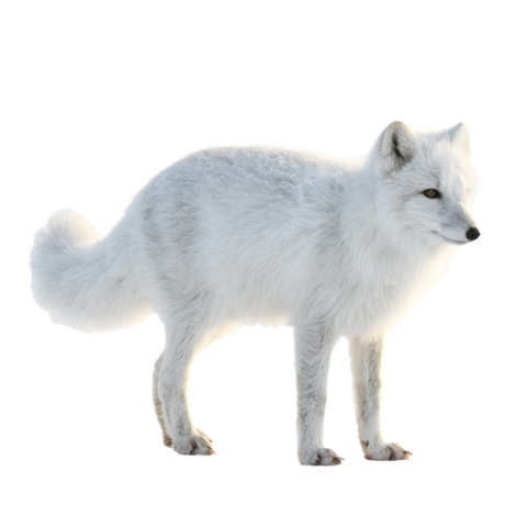 Arctic fox png