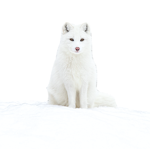 Arctic fox png transparent