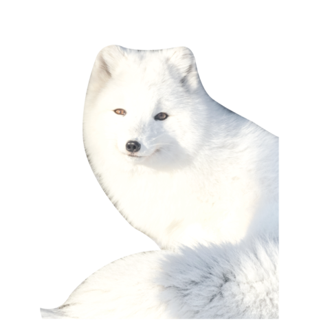 Polar fox png