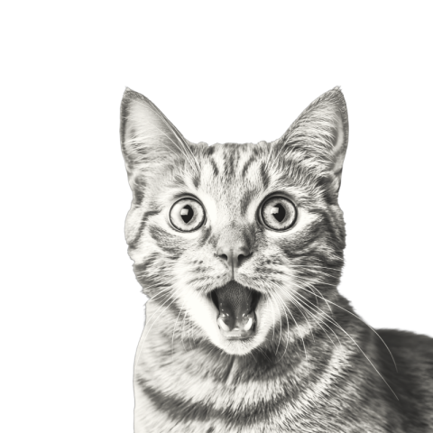 Cat png image free download