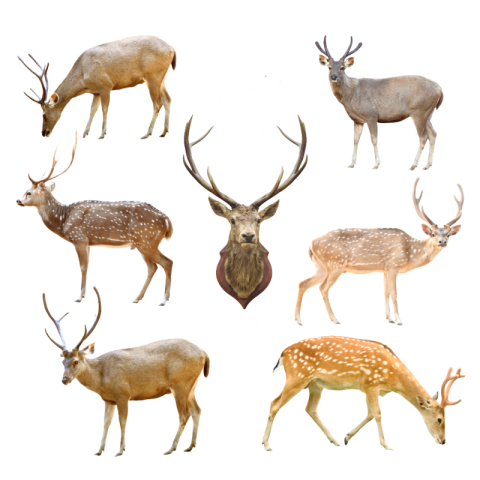 Deer png images