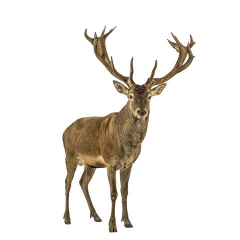 Transparent deer png