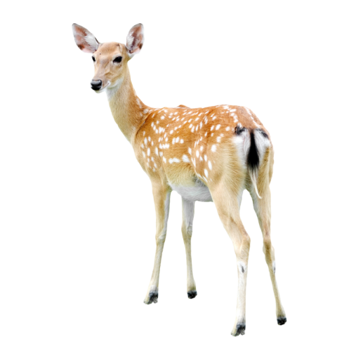 Deer png transparent background