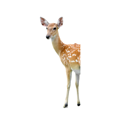 Transparent background deer png