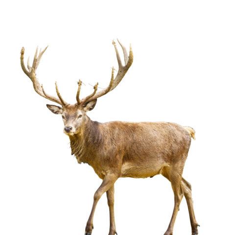 Deer png pic