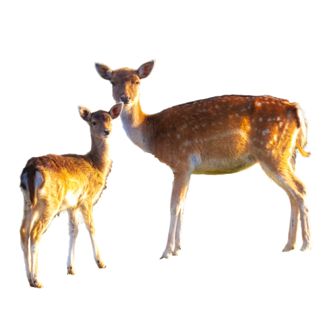 Deer with baby pictures