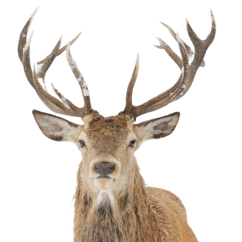 Deer png hd