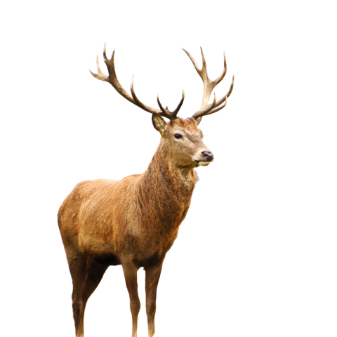 Deer photos png