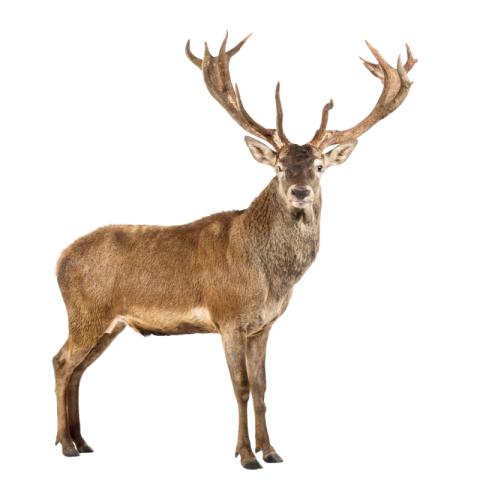 Deer images hd png