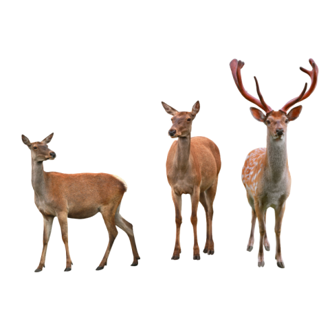 Deer images hd download free