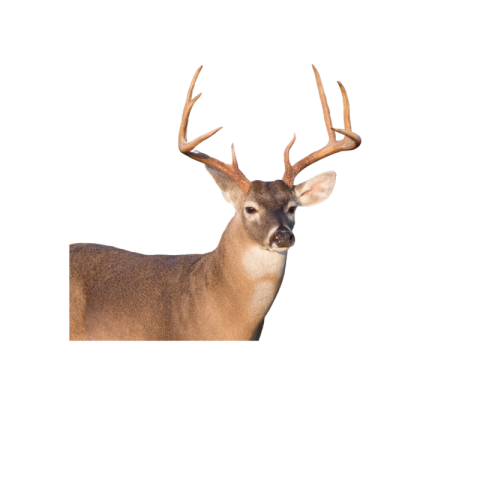 Half deer png images