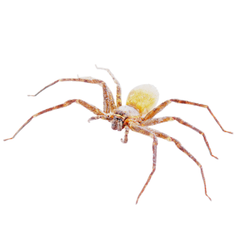 Spider png