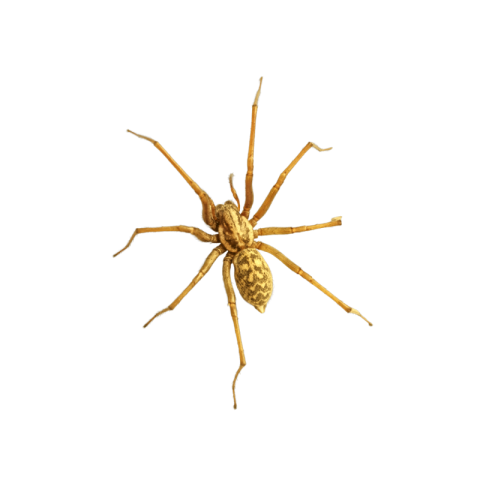 Spider png transparent