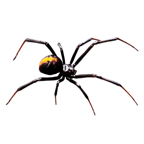 Black spider png