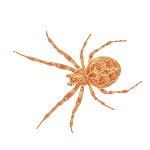 Red spider png free