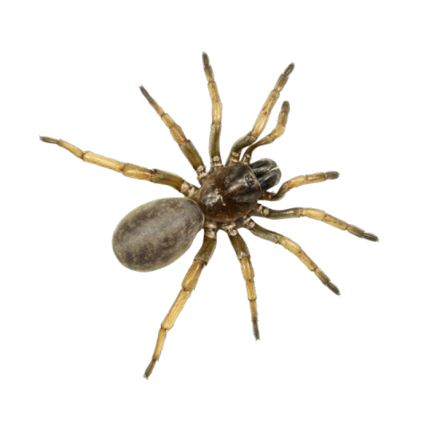 Spider png transparent