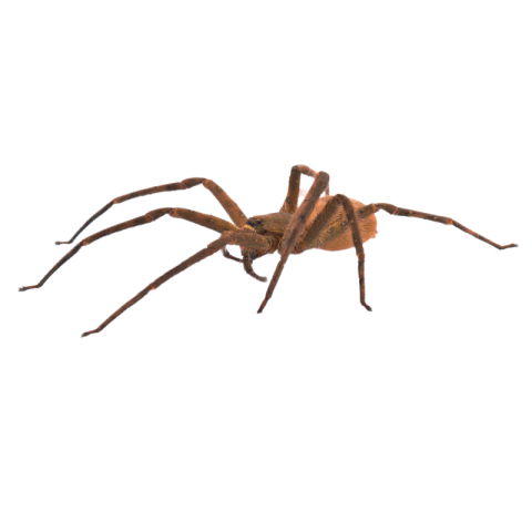 Spider png transparent