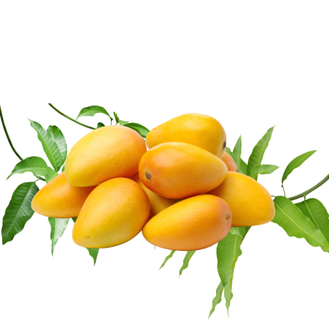 Mango png download