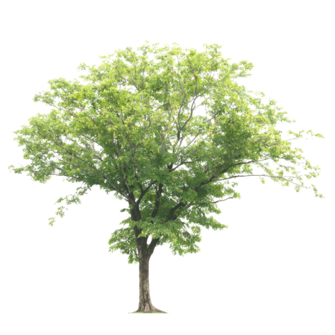 Tree png