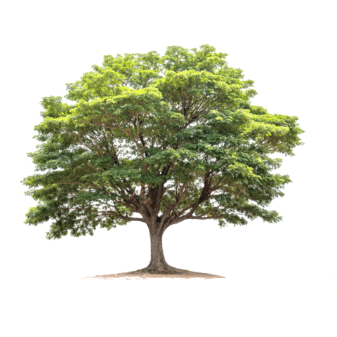 Tree png background