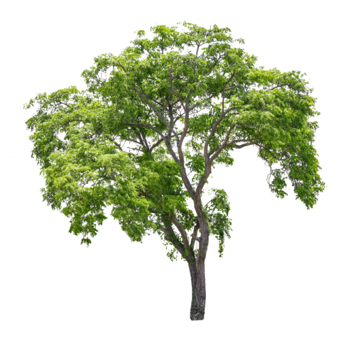 Tree png image