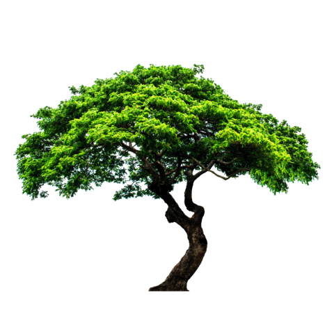 Tree png image free download