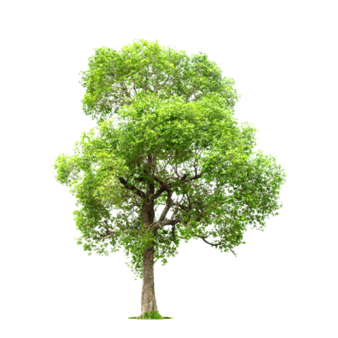 Tree pic png image free download