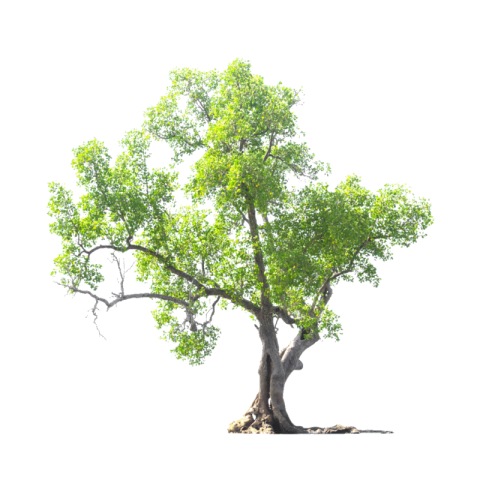 Tree png pic