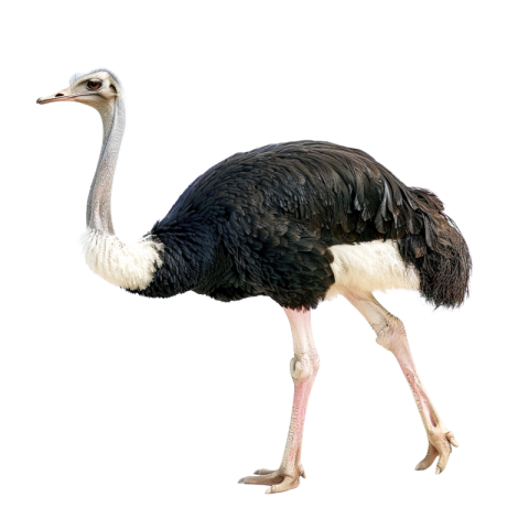 Ostrich png