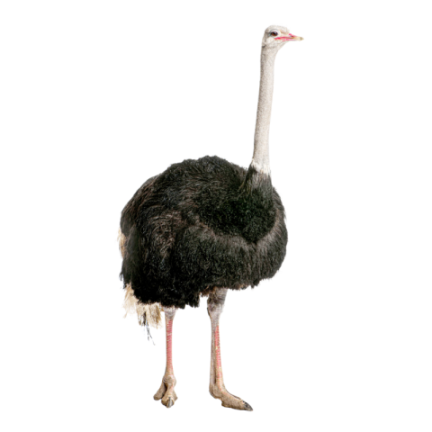 Ostrich png black and white